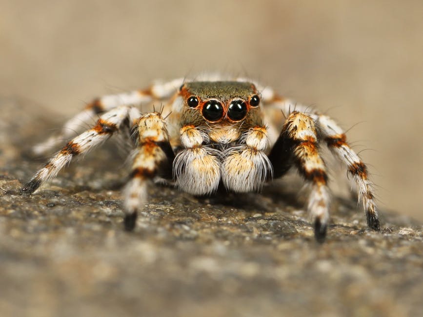 Exploring the World of Macro Photography