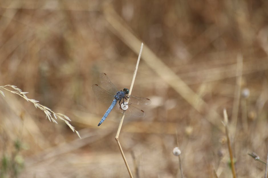 Exploring the World of Macro Photography
